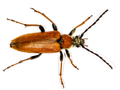 Stictoleptura rubra